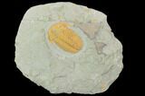 Protolenus Trilobite - Tinjdad, Morocco #101810-1